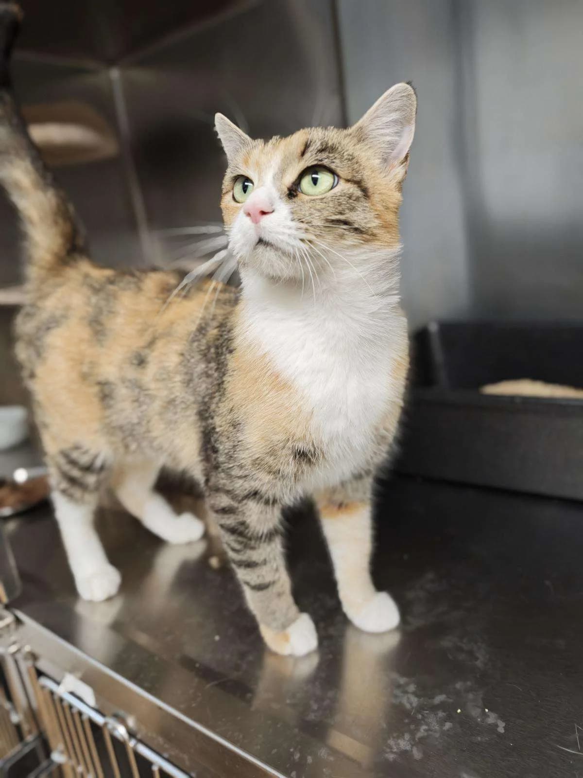 Katze Doris sucht ein Zuhause, female puppy Mixed Breed for adoption at 4animals! e.V. Hundeauffangstation HASt, Essen