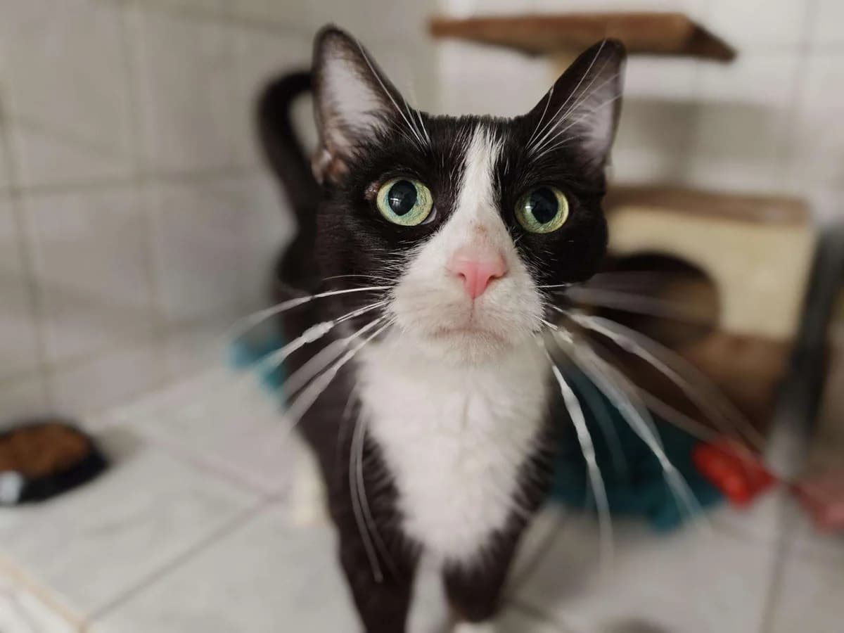 Katze Frau Friedel sucht ein Zuhause, female puppy Mixed Breed for adoption at 4animals! e.V. Hundeauffangstation HASt, Essen