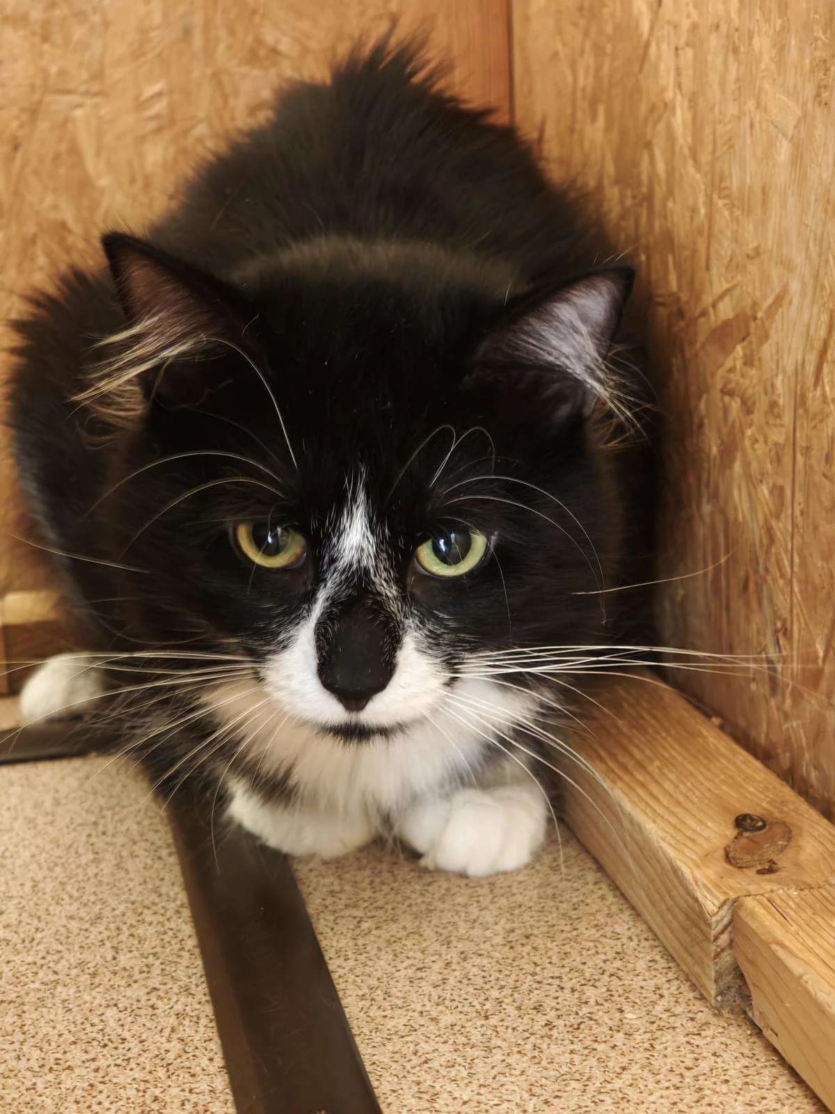 Katze Püschel sucht ein Zuhause, male puppy Mixed Breed for adoption at 4animals! e.V. Hundeauffangstation HASt, Essen