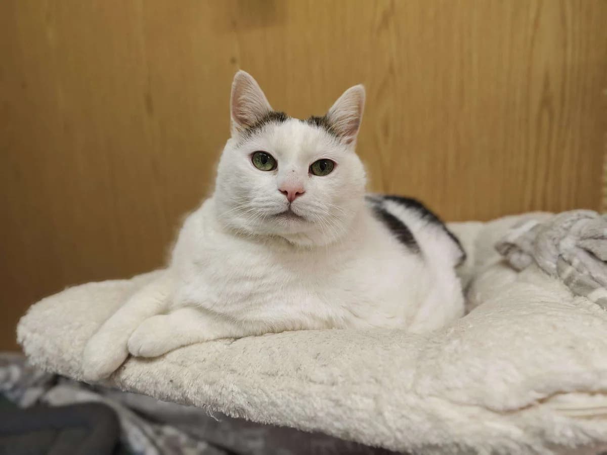 Katze Mochi sucht ein Zuhause, male puppy Mixed Breed for adoption at 4animals! e.V. Hundeauffangstation HASt, Essen
