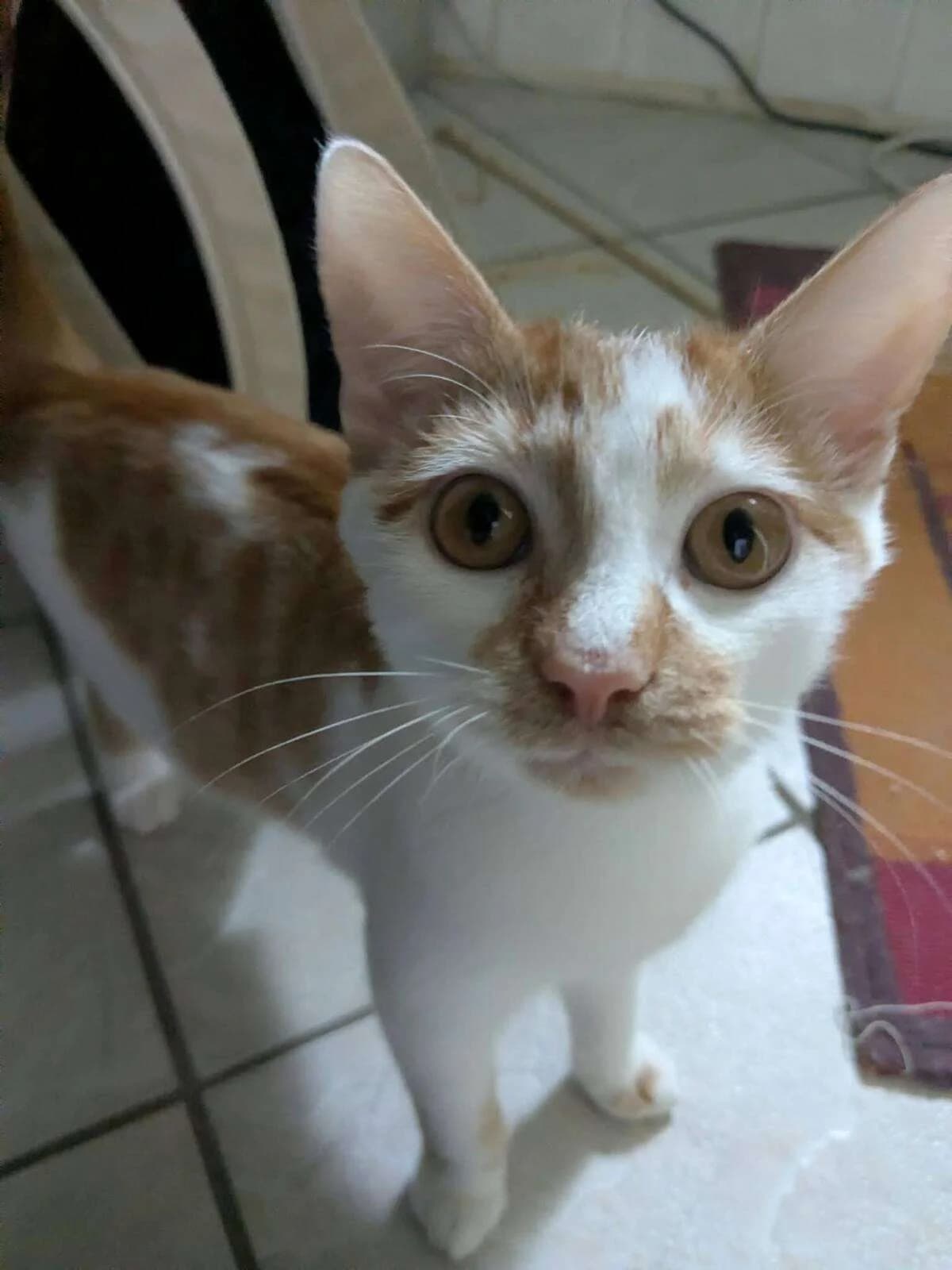 Katze Ingo sucht ein Zuhause, male puppy Mixed Breed for adoption at 4animals! e.V. Hundeauffangstation HASt, Essen