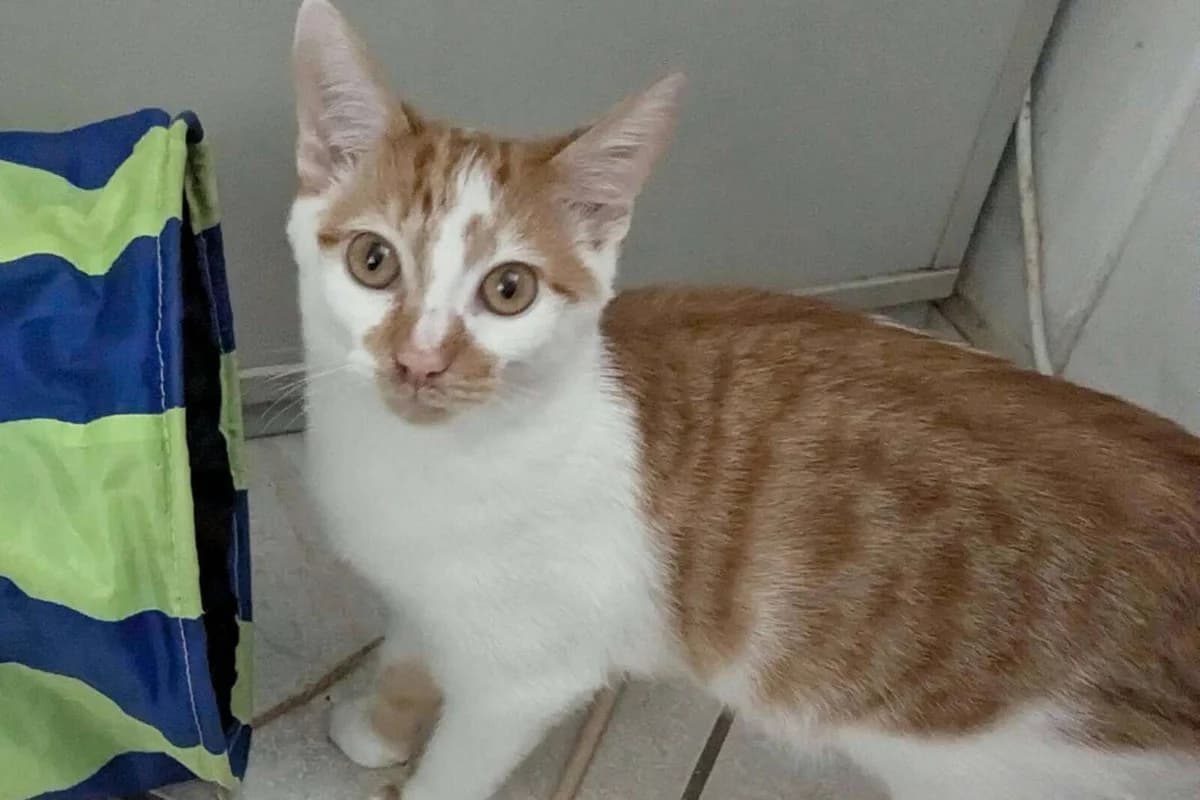 Katze Ingo sucht ein Zuhause, male puppy Mixed Breed for adoption at 4animals! e.V. Hundeauffangstation HASt, Essen