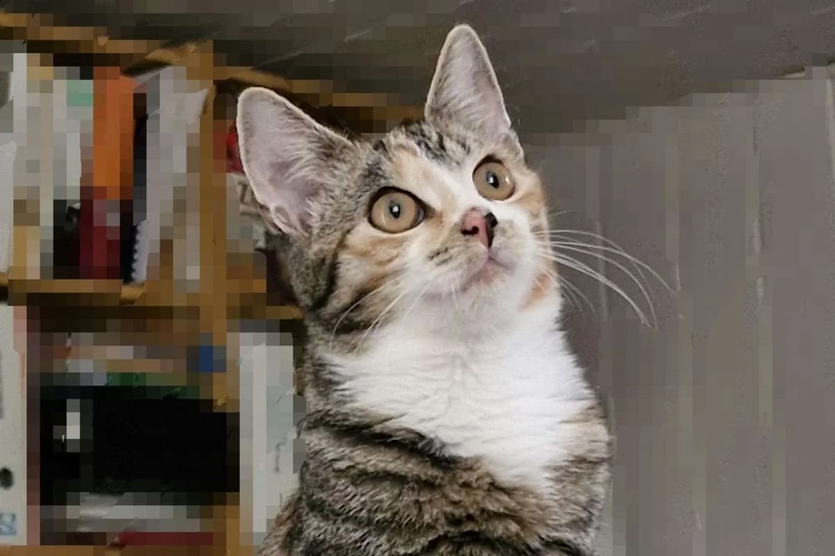 Katze Inga sucht ein Zuhause, female puppy Mixed Breed for adoption at 4animals! e.V. Hundeauffangstation HASt, Essen