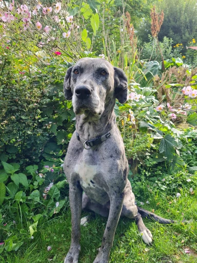 Frida, senior Mixed Breed for adoption at Tierhof(fnung) e.V.