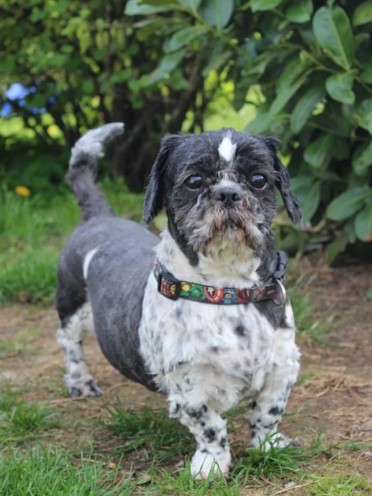 Otis, 7yo Mixed Breed for adoption at Tierhof(fnung) e.V.