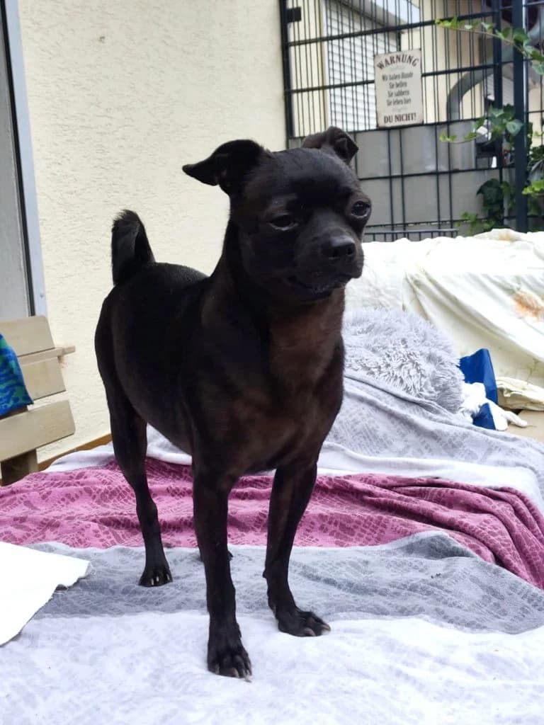 Pip, 5yo Mixed Breed for adoption at Tierhof(fnung) e.V.