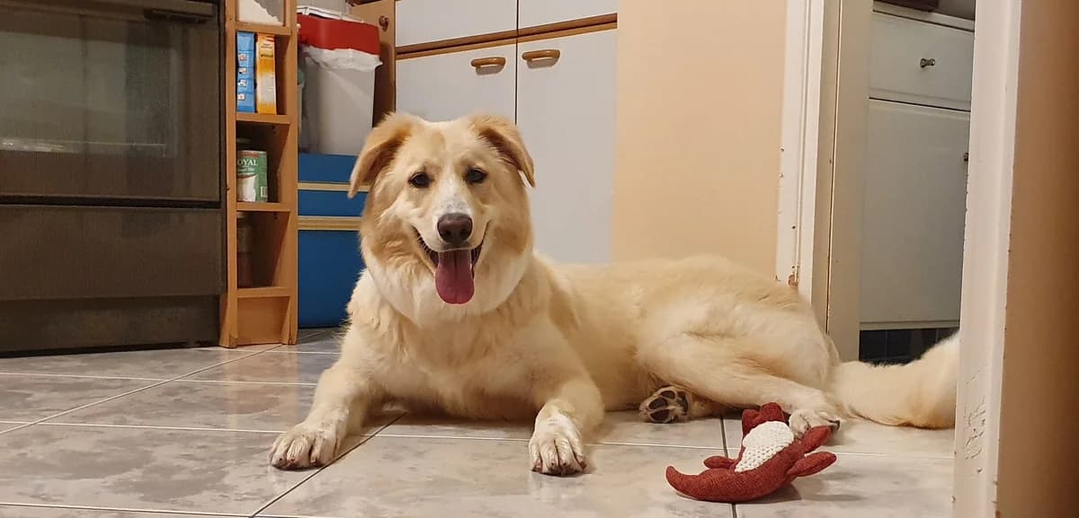 GOODIE, female 7yo Mixed Breed for adoption at Tierisch Grenzenlos e.V., Bamberg