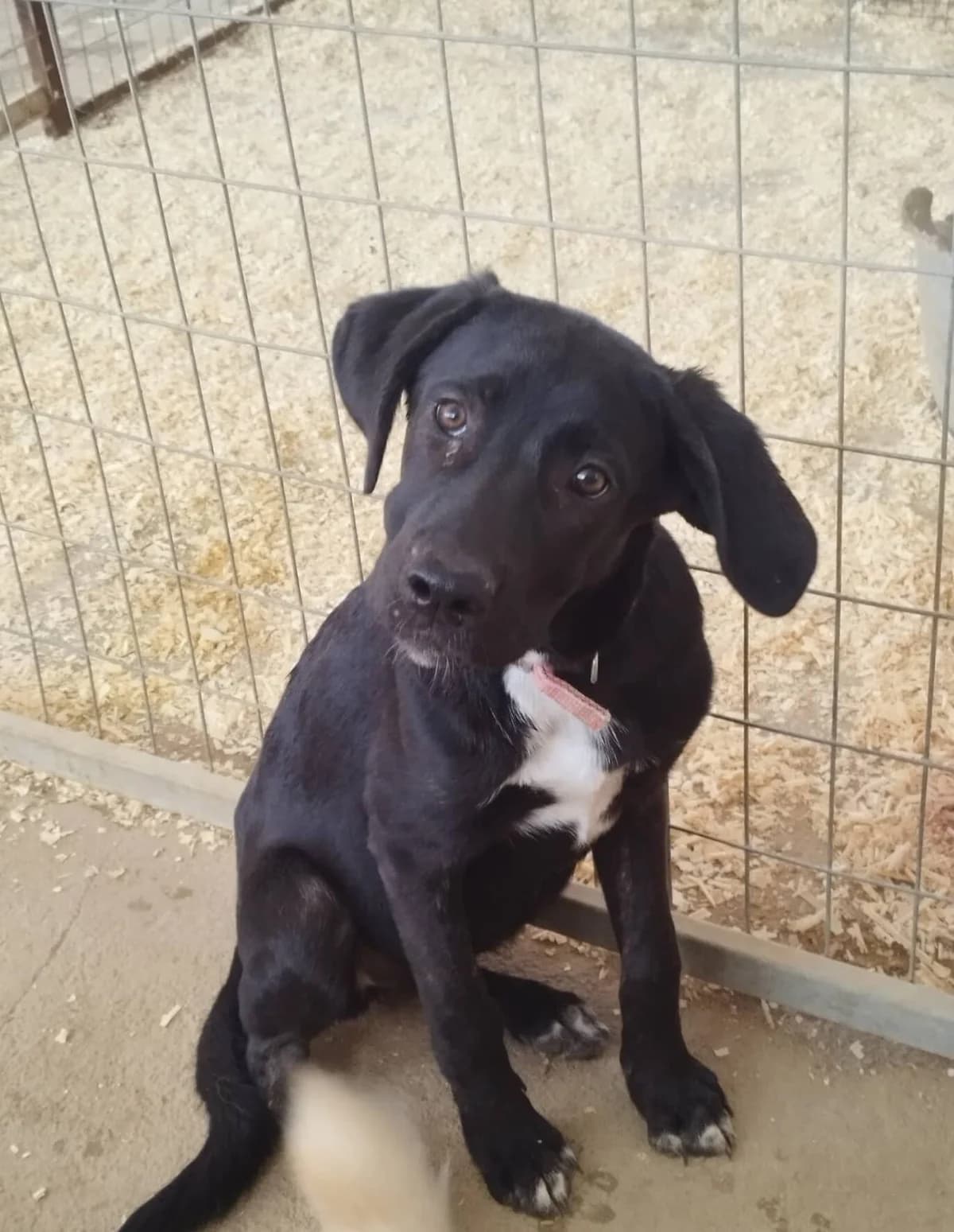 LULU, female 7yo Mixed Breed for adoption at Tierisch Grenzenlos e.V., Bamberg