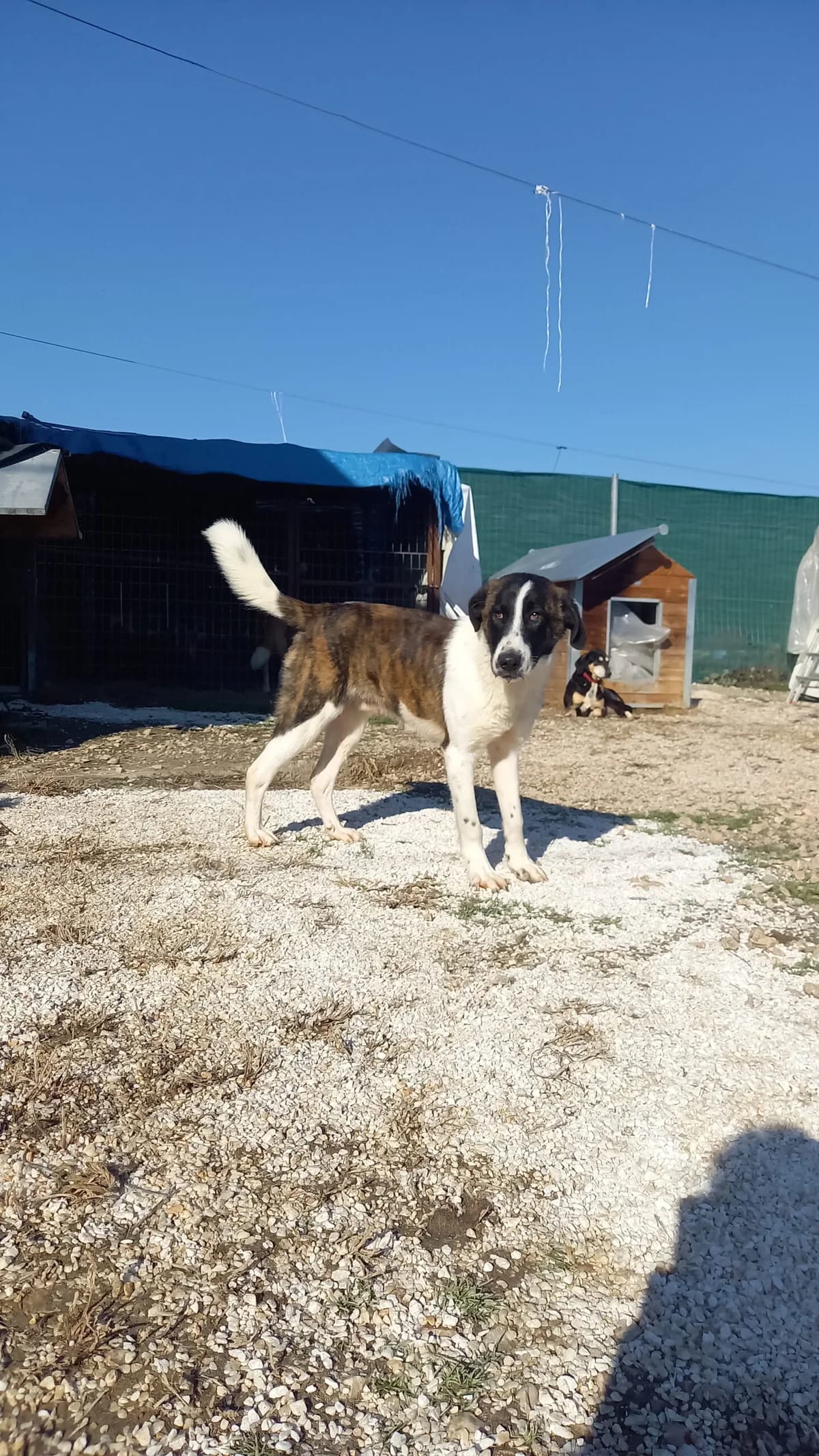 JOHNY, male 7yo Mixed Breed for adoption at Tierisch Grenzenlos e.V., Bamberg