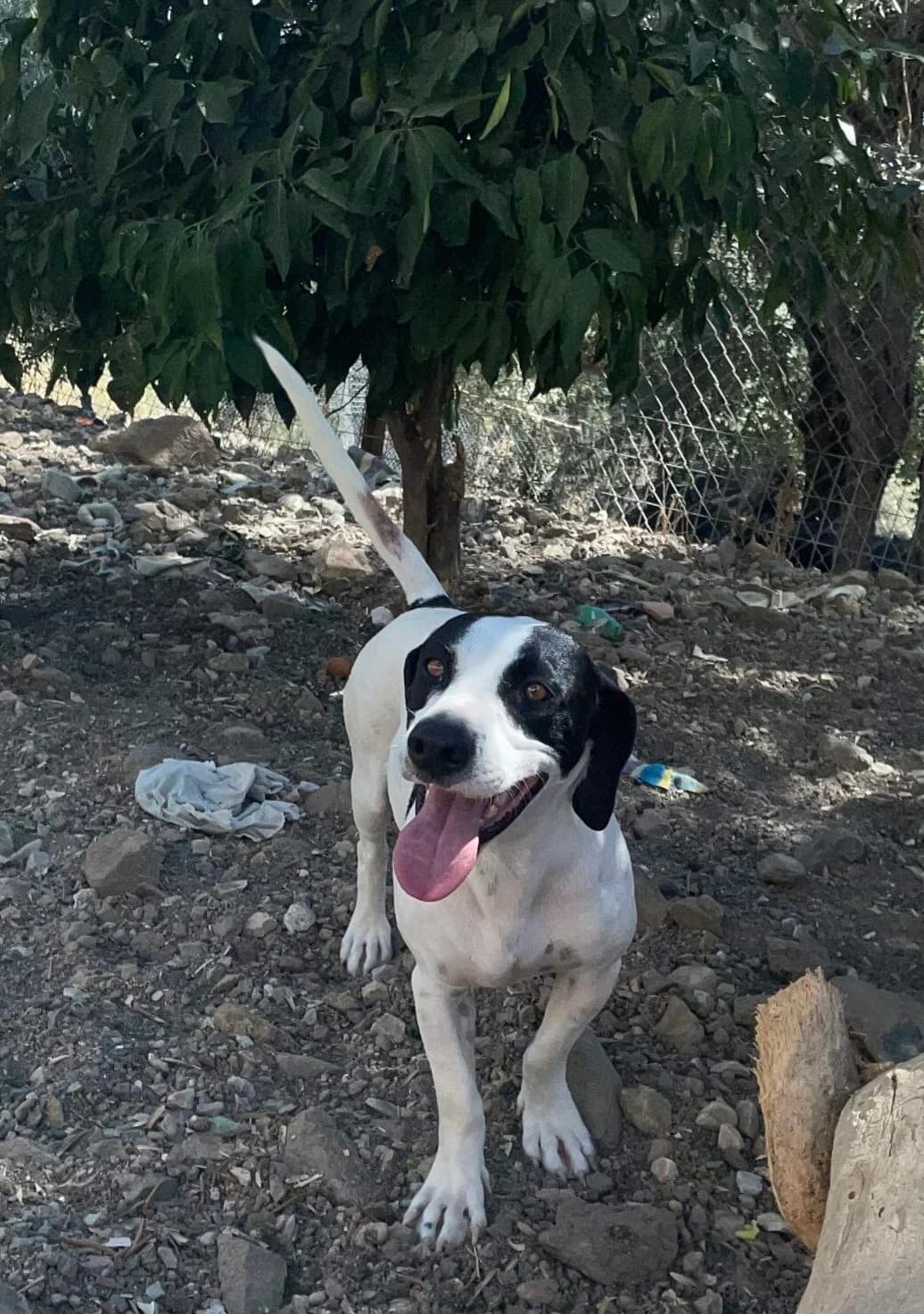 PAPA („Audienz auf Lesbos“), male 7yo Mixed Breed for adoption at Tierisch Grenzenlos e.V., Bamberg