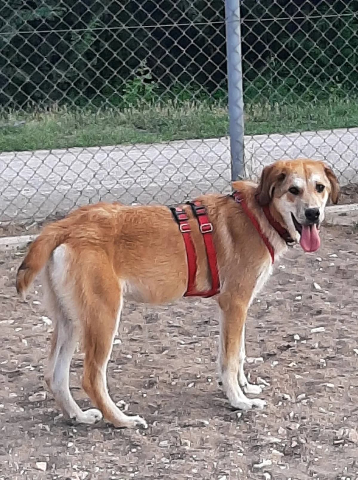 CARLOS II, male 7yo Mixed Breed for adoption at Tierisch Grenzenlos e.V., Bamberg