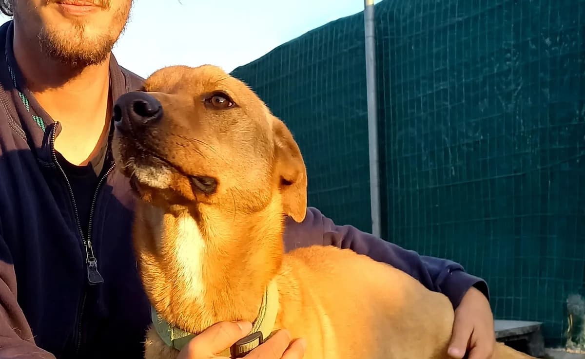 BIN, male 7yo Mixed Breed for adoption at Tierisch Grenzenlos e.V., Bamberg