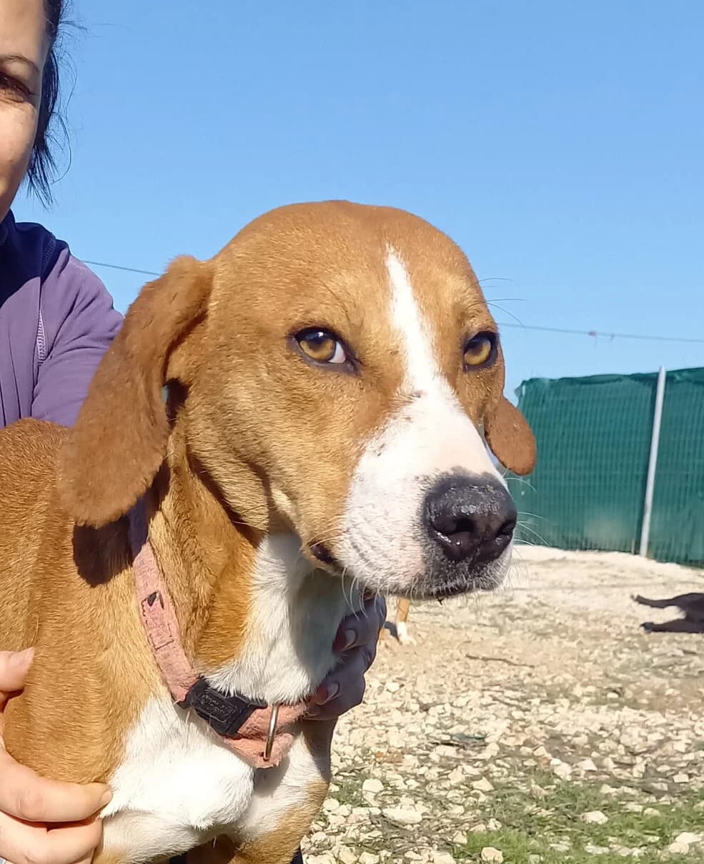 CAPPUCCINO, male 7yo Mixed Breed for adoption at Tierisch Grenzenlos e.V., Bamberg