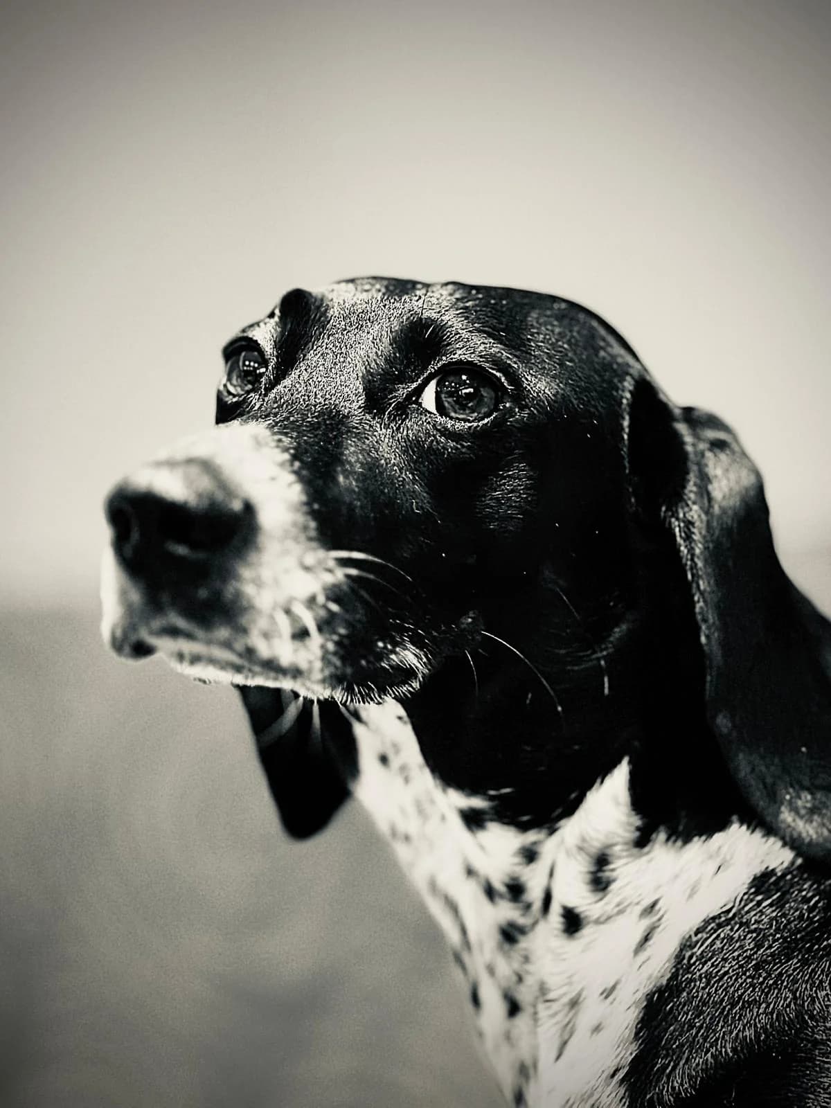 LILLY, female 7yo Mixed Breed for adoption at Tierisch Grenzenlos e.V., Bamberg