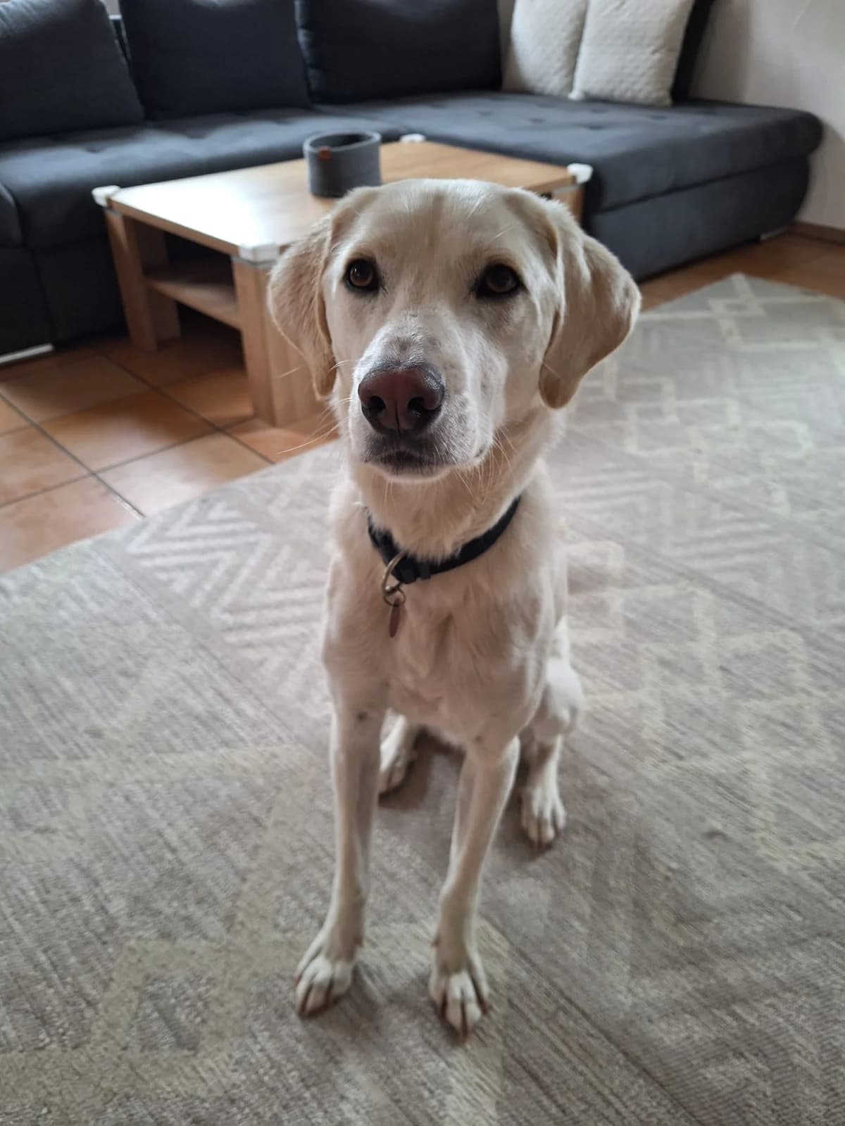 HERKULES, alias LOKI, male 7yo Mixed Breed for adoption at Tierisch Grenzenlos e.V., Bamberg