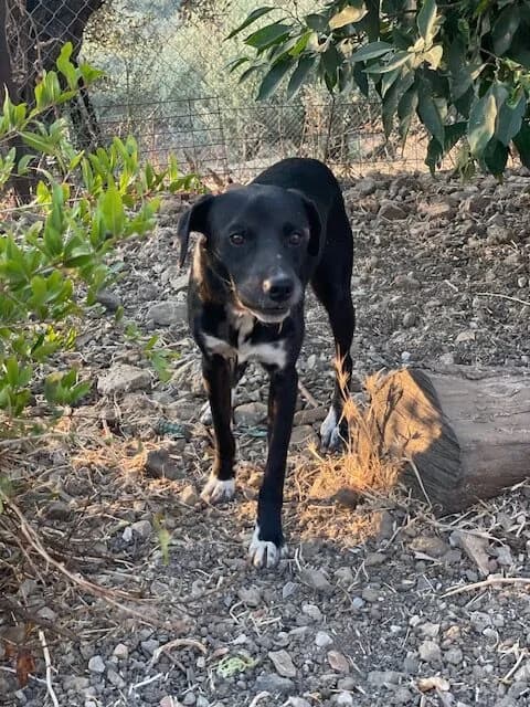 SAMMY, male 7yo Mixed Breed for adoption at Tierisch Grenzenlos e.V., Bamberg
