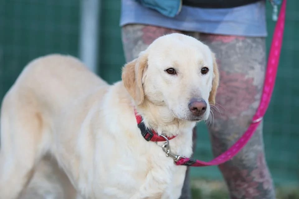 LITO, female 7yo Mixed Breed for adoption at Tierisch Grenzenlos e.V., Bamberg