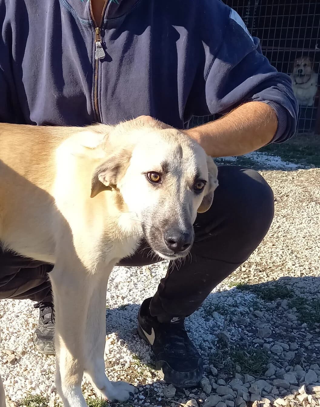 DOBBY, male 7yo Mixed Breed for adoption at Tierisch Grenzenlos e.V., Bamberg