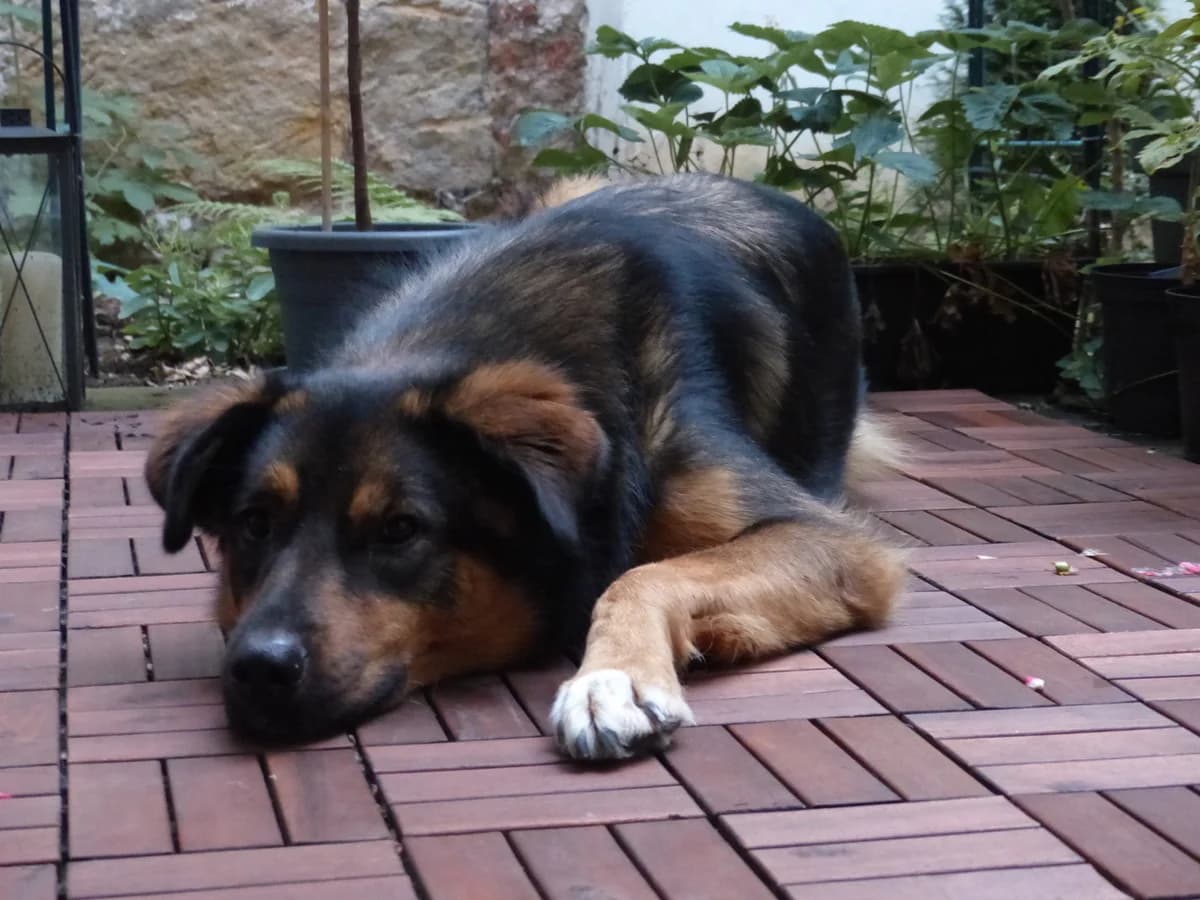 KALLE, golden male 7yo Mixed Breed for adoption at Tierisch Grenzenlos e.V., Bamberg
