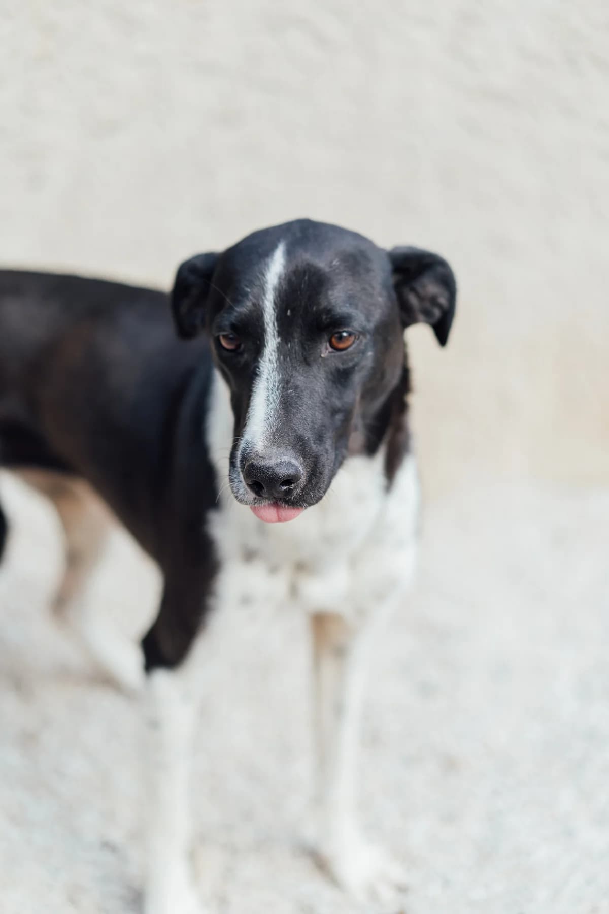 ANNA, female 7yo Mixed Breed for adoption at Tierisch Grenzenlos e.V., Bamberg