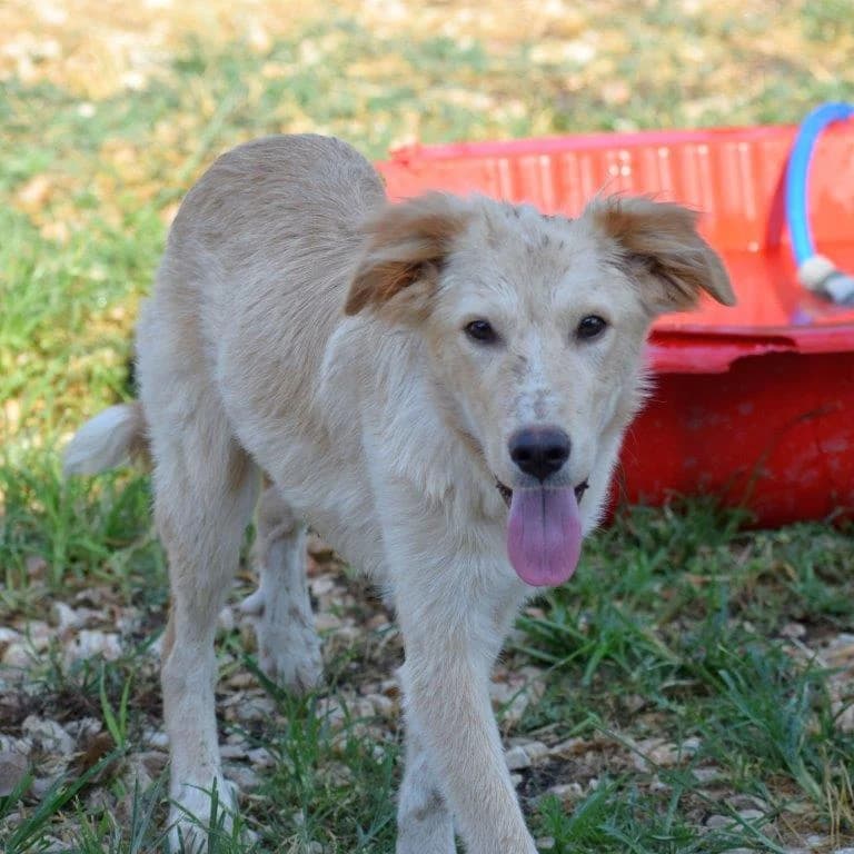 SHOAN, male 7yo Mixed Breed for adoption at Tierisch Grenzenlos e.V., Bamberg