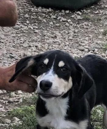 MAX, male 7yo Mixed Breed for adoption at Tierisch Grenzenlos e.V., Bamberg
