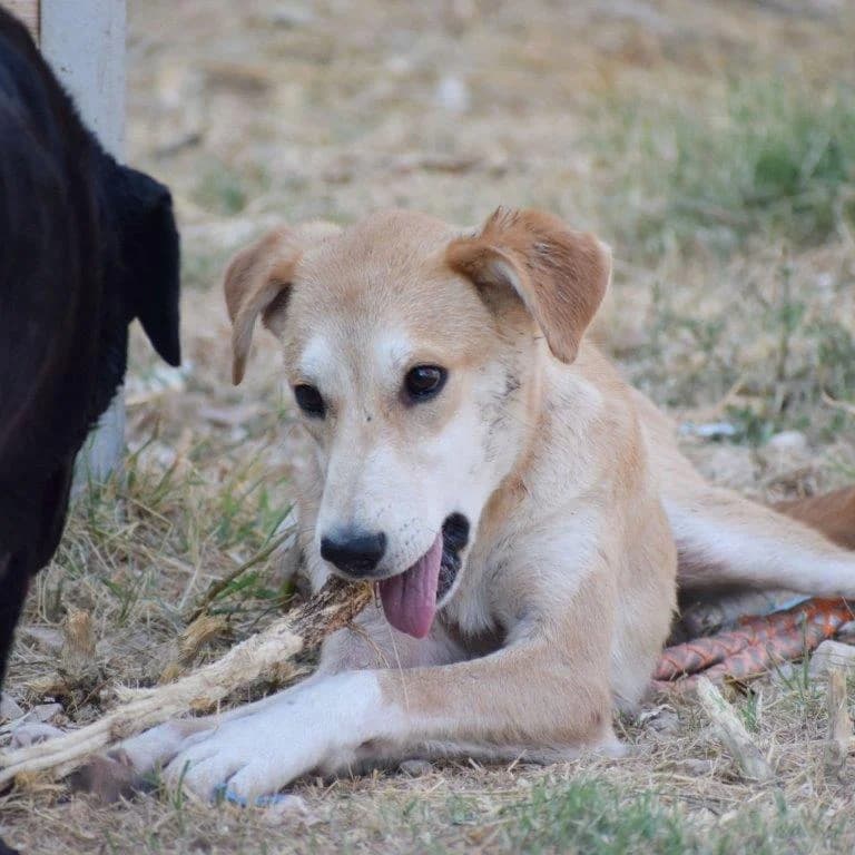 TANIZA, female 7yo Mixed Breed for adoption at Tierisch Grenzenlos e.V., Bamberg