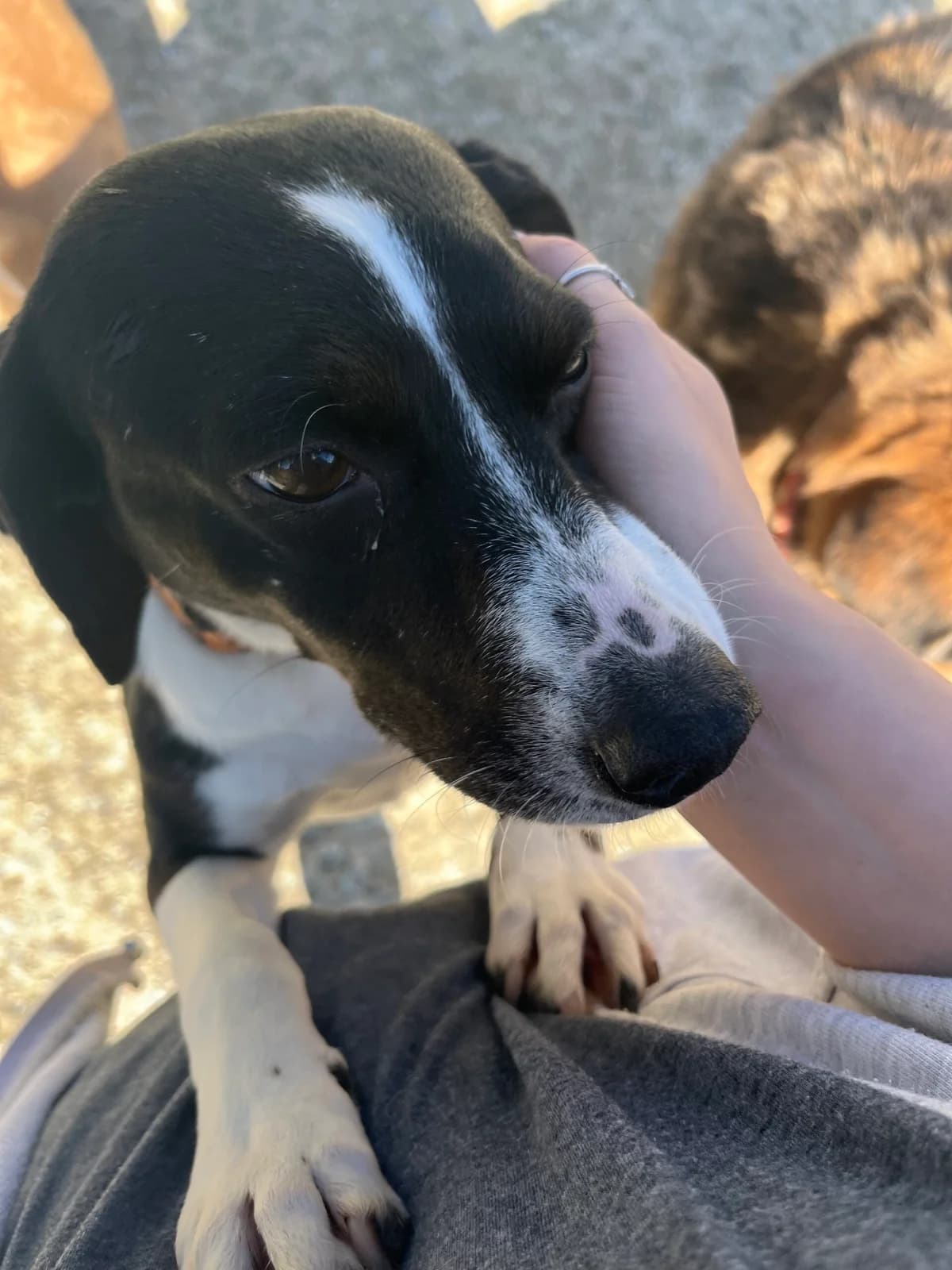ZELDA, female 7yo Mixed Breed for adoption at Tierisch Grenzenlos e.V., Bamberg