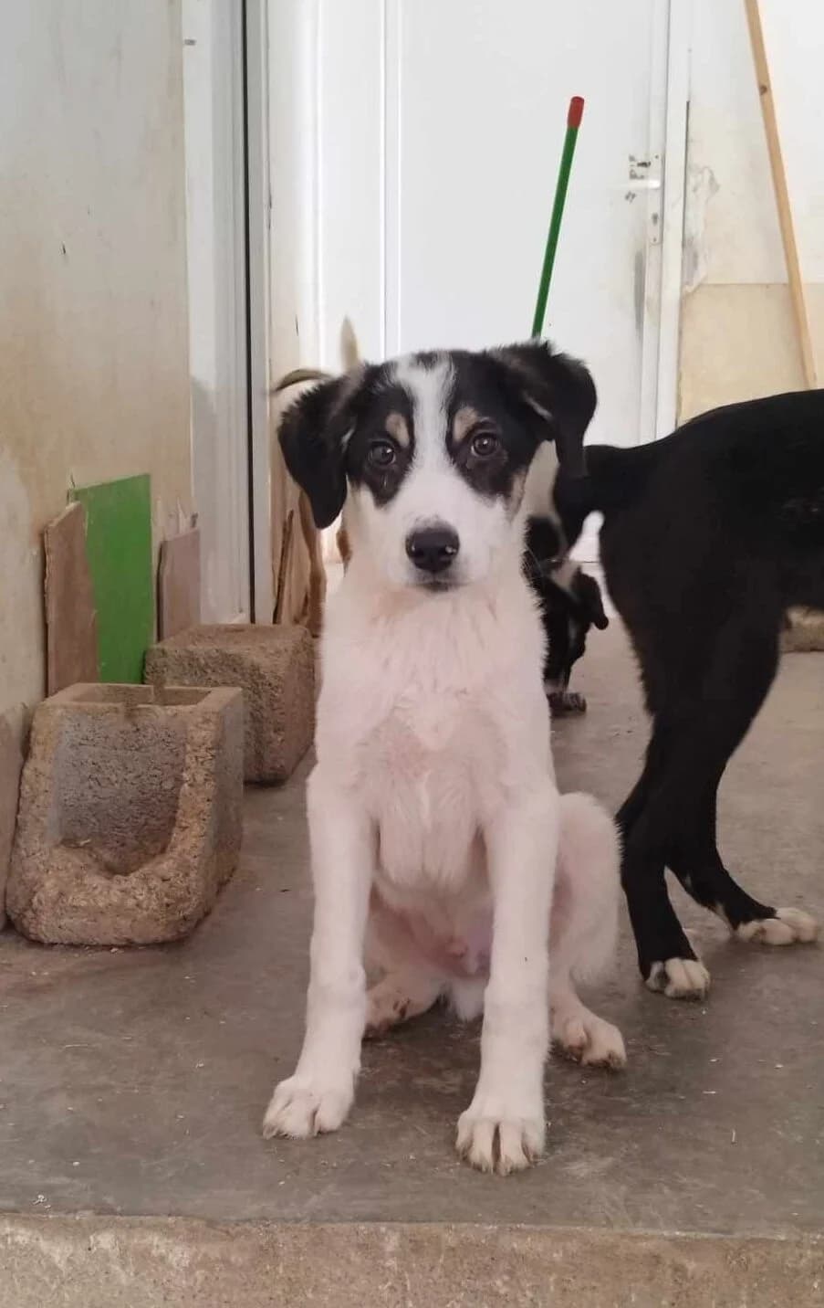 BUTTER, male 7yo Mixed Breed for adoption at Tierisch Grenzenlos e.V., Bamberg