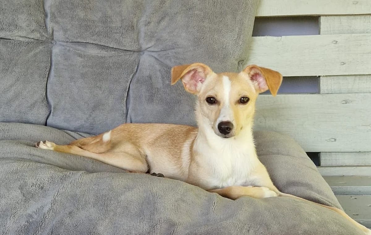 EMMI III, female 7yo Mixed Breed for adoption at Tierisch Grenzenlos e.V., Bamberg