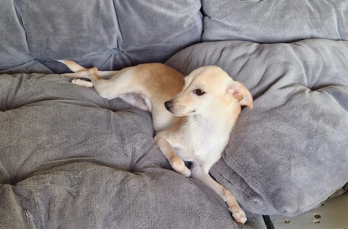 ROSI III, female 7yo Mixed Breed for adoption at Tierisch Grenzenlos e.V., Bamberg