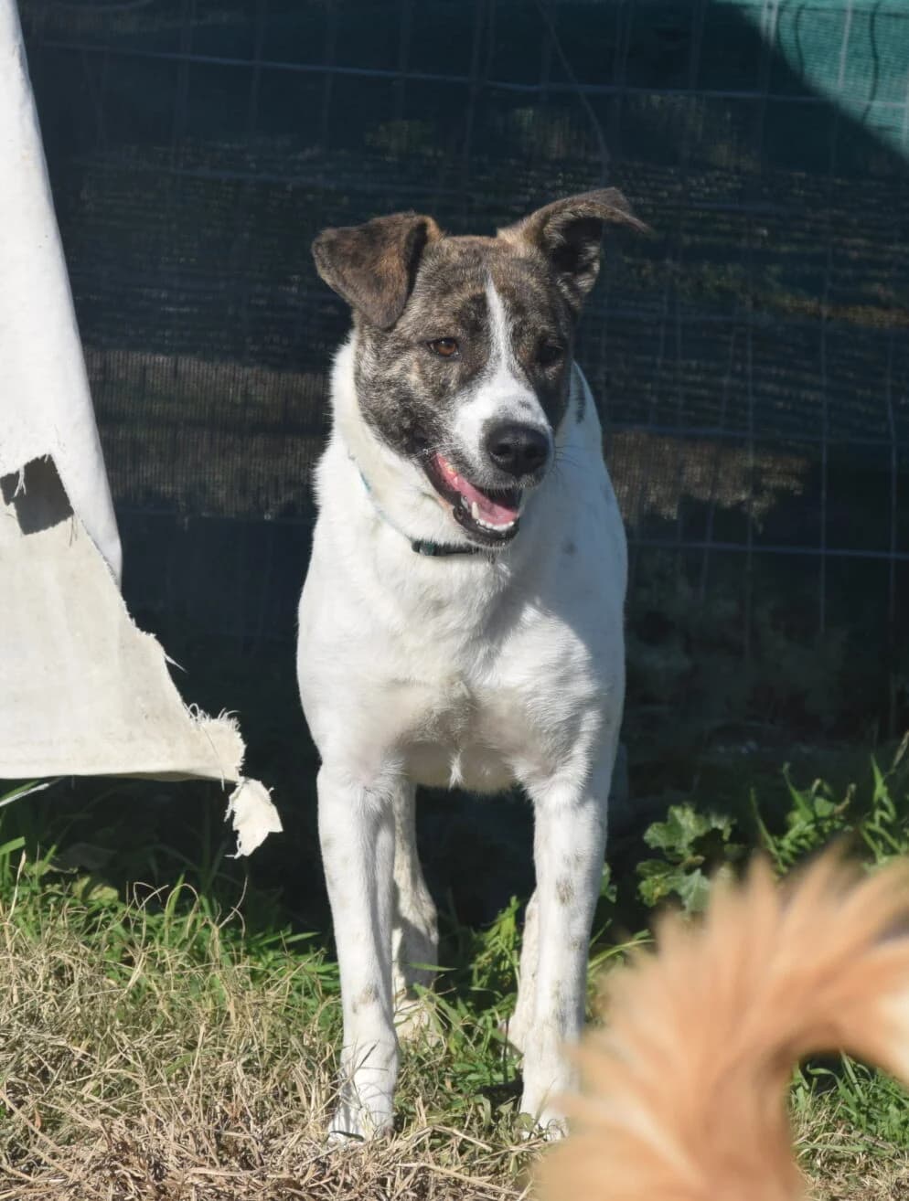 IRINI, female 7yo Mixed Breed for adoption at Tierisch Grenzenlos e.V., Bamberg