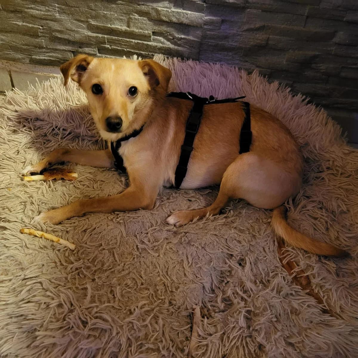 LENNY, male 7yo Mixed Breed for adoption at Tierisch Grenzenlos e.V., Bamberg