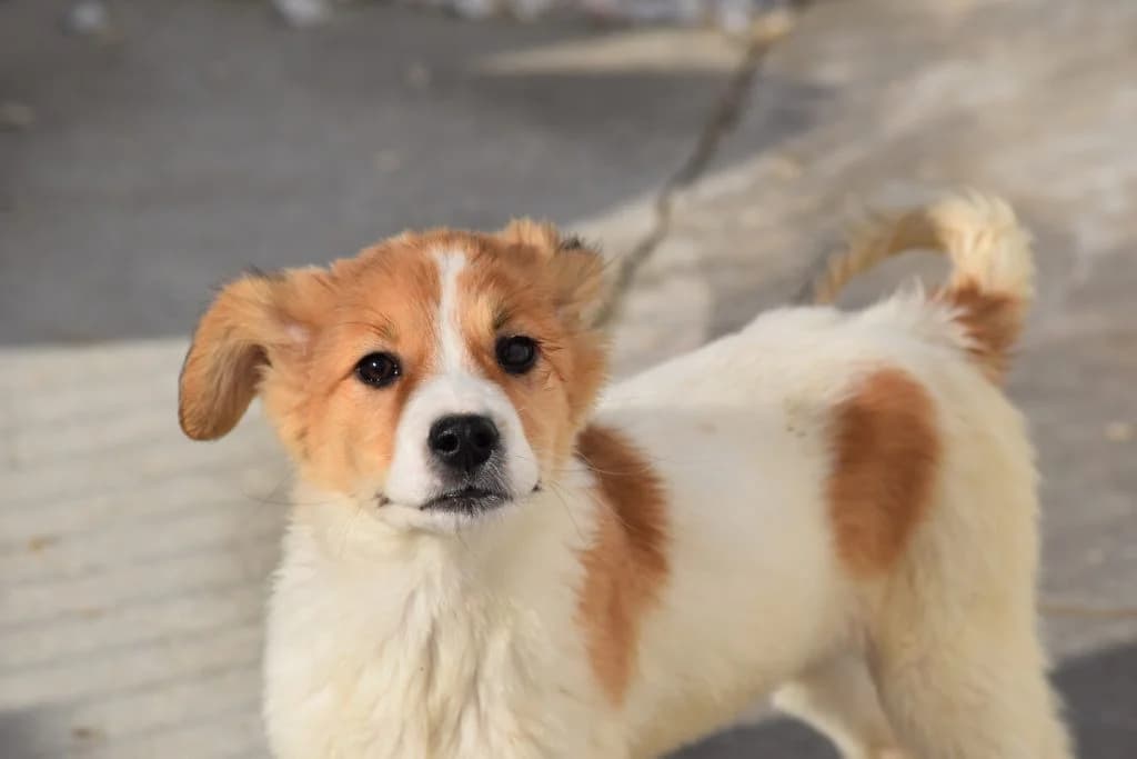 AMIDALA, male puppy Mixed Breed for adoption at Tierisch Grenzenlos e.V., Bamberg