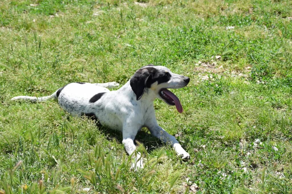 JUNIOR, male young Mixed Breed for adoption at Tierisch Grenzenlos e.V., Bamberg