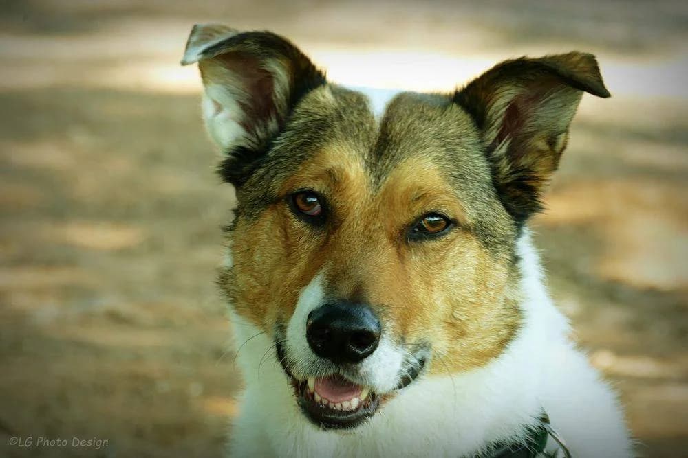 Oskar, male 5yo Mixed Breed for adoption at Aktion Tierisch Happy e.V.