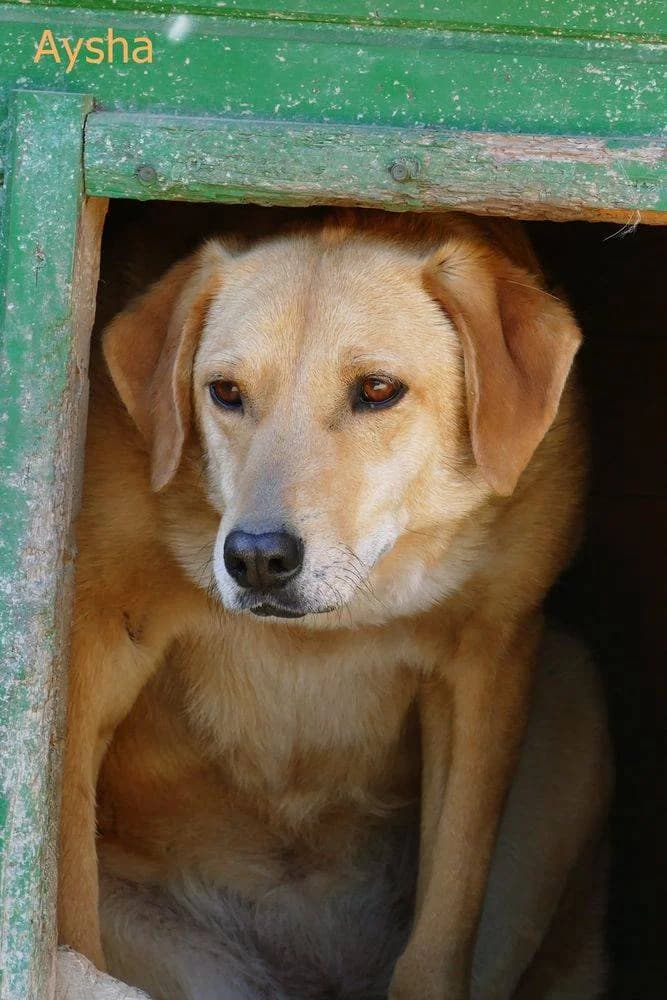 Aysha, female senior Mixed Breed for adoption at Aktion Tierisch Happy e.V.