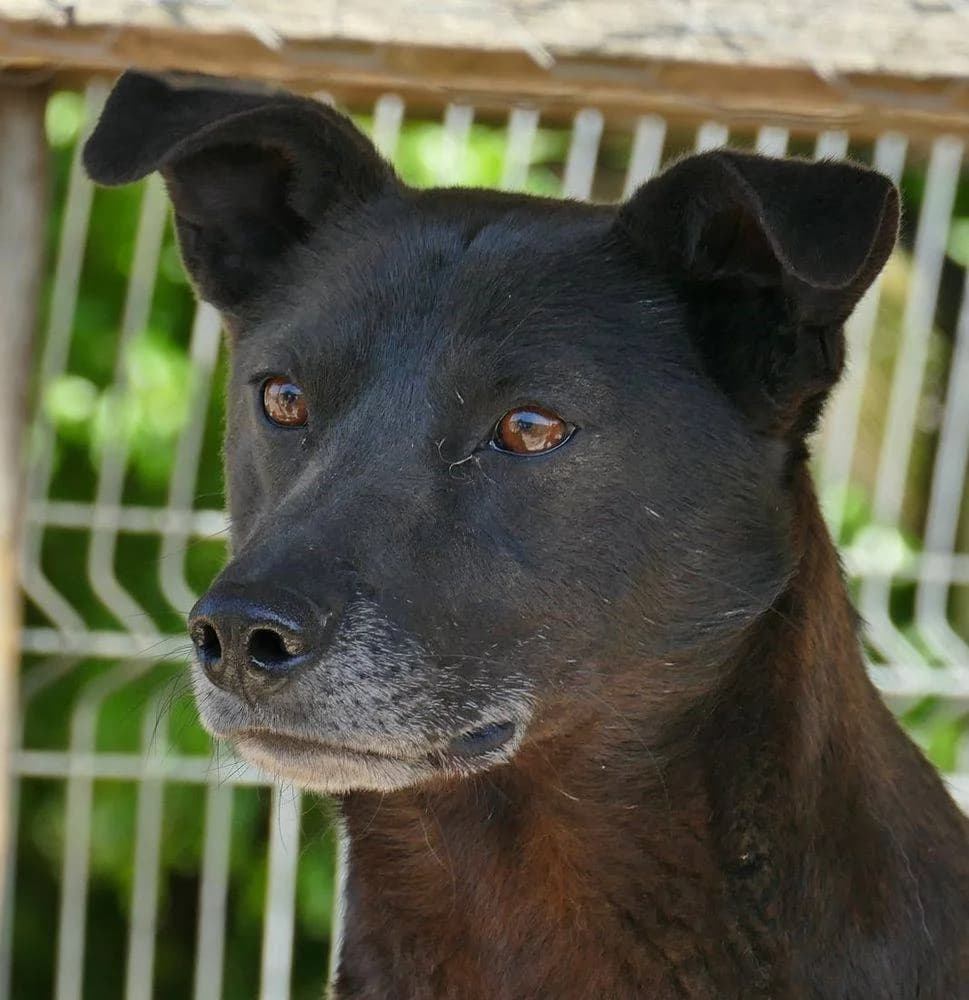 Azorel, male Mixed Breed for adoption at Aktion Tierisch Happy e.V.