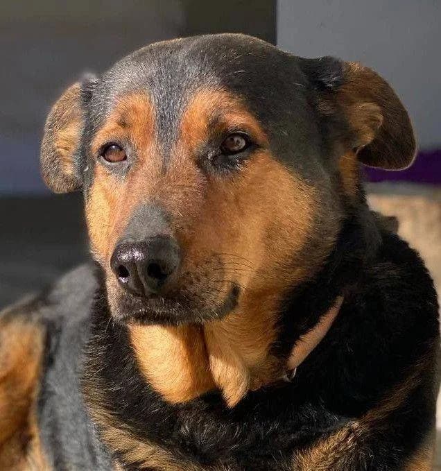 Duncan, male Mixed Breed for adoption at Aktion Tierisch Happy e.V.