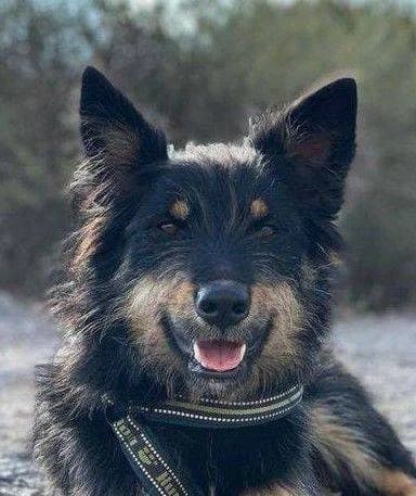 Julia, female 6yo Mixed Breed for adoption at Aktion Tierisch Happy e.V.