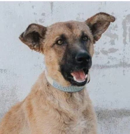 Franki, male Mixed Breed for adoption at Aktion Tierisch Happy e.V.