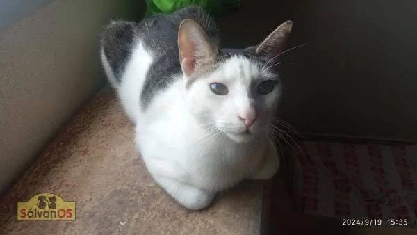 Ronald, male 5yo mixed breed for adoption at Aktion Tierisch Happy e.V.