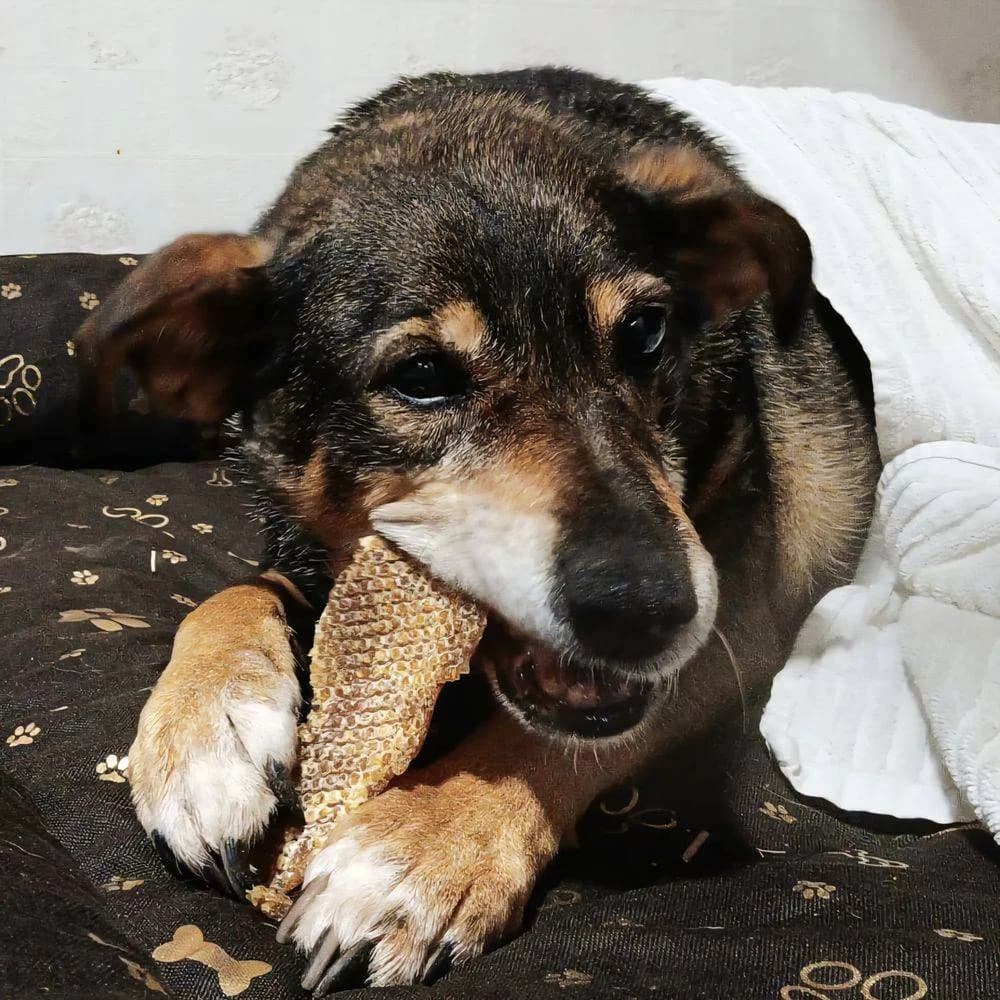 Zita, weiß female Mixed Breed for adoption at Aktion Tierisch Happy e.V.