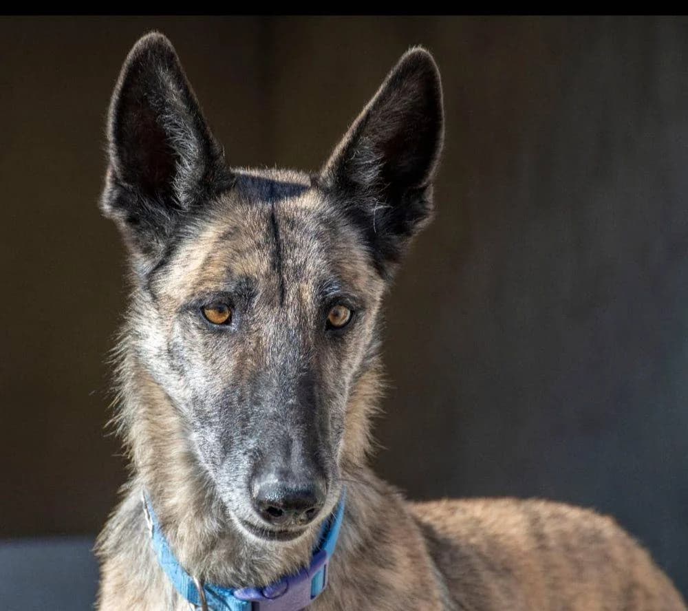 Travis, male 5yo Galgo Español for adoption at Aktion Tierisch Happy e.V.