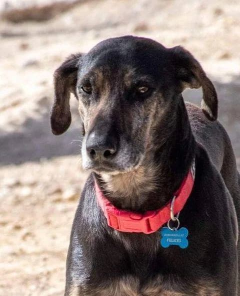 Wendy, female 3yo German Shepherd for adoption at Aktion Tierisch Happy e.V.