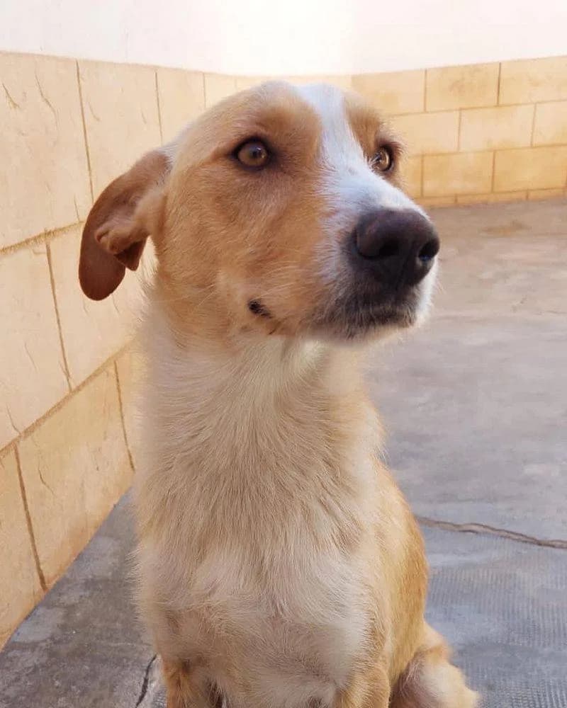 Candela, female puppy Mixed Breed for adoption at Aktion Tierisch Happy e.V.