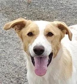 Dunkan, male Mixed Breed for adoption at Aktion Tierisch Happy e.V.