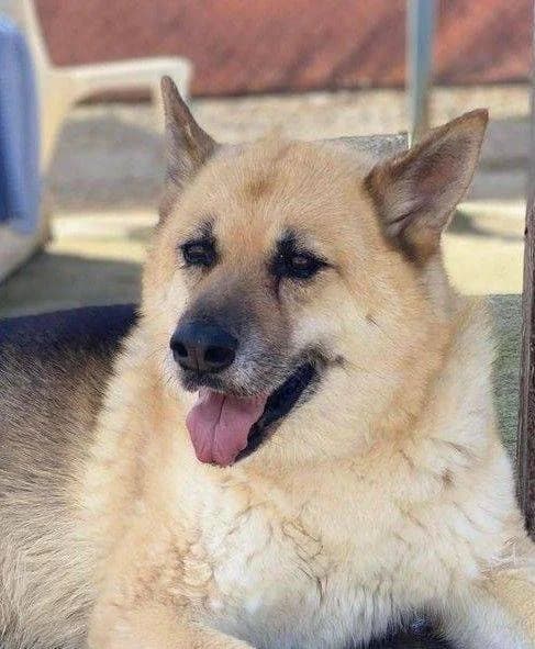 Luna, female 4yo German Shepherd for adoption at Aktion Tierisch Happy e.V.