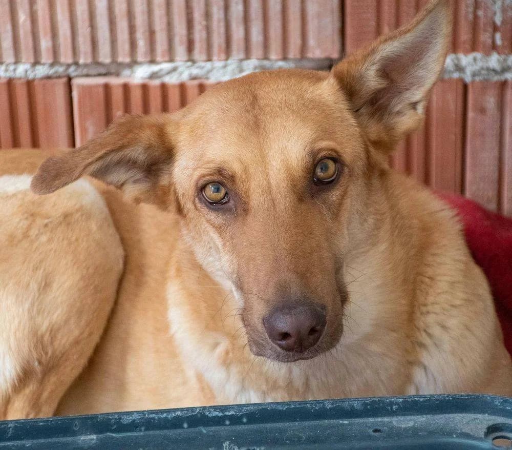 Soraya, female 3yo Mixed Breed for adoption at Aktion Tierisch Happy e.V.