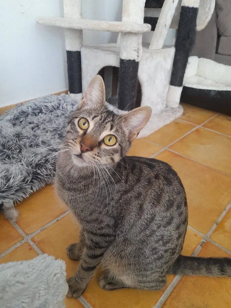 Lucky, male Mixed Breed for adoption at Aktion Tierisch Happy e.V.